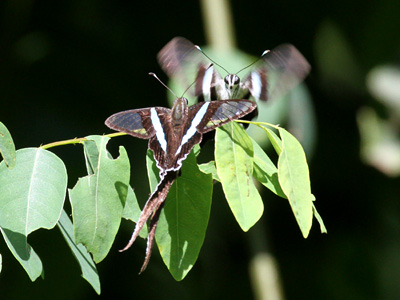 Lamproptera meges virescens ♀+♂