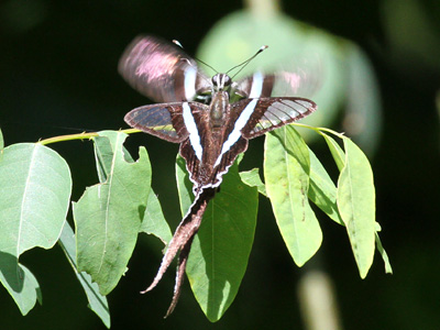 Lamproptera meges virescens ♀+♂