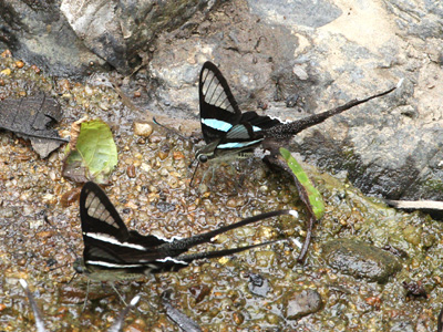 Lamproptera meges annamiticus ♂