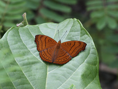 Pseudergolis wedah wedah ♂