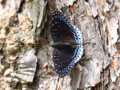 Stibochiona nicea subucula ♂