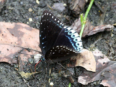 Stibochiona nicea subucula ♂