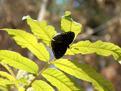 Stibochiona nicea subucula ♂