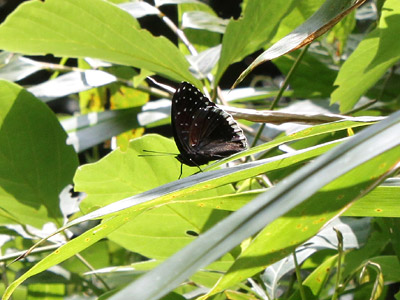 Stibochiona nicea subucula ♂