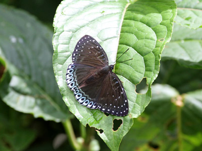 Stibochiona nicea subucula ♀