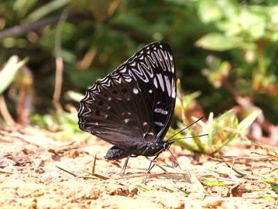 Dichorragia nesimachus nesimachus ♀