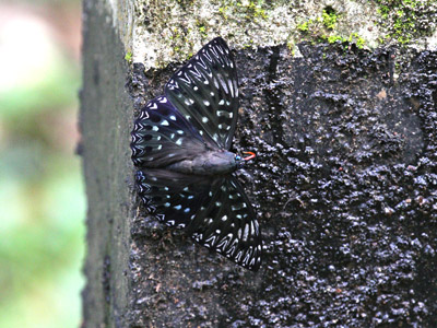 Dichorragia nesimachus nesimachus ♂