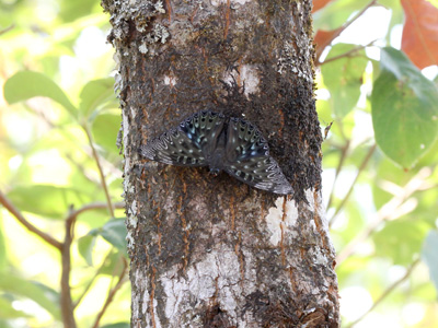 Dichorragia nesimachus nesimachus ♂