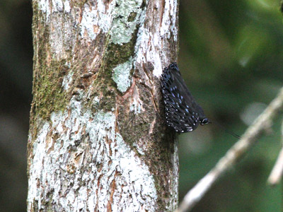 Dichorragia nesimachus machates ♂