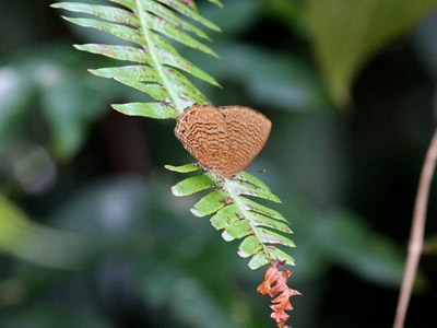 Poritia sumatrae sumatrae ♀