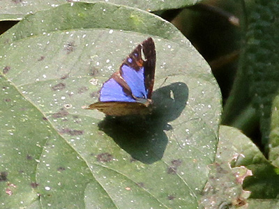 Poritia karennia ♂