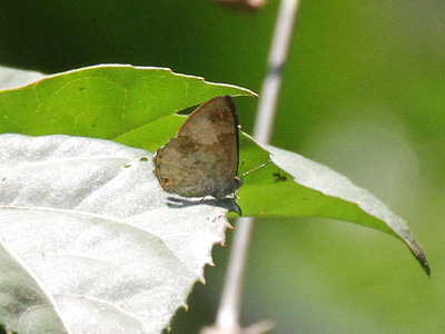 Poritia karennia ♂