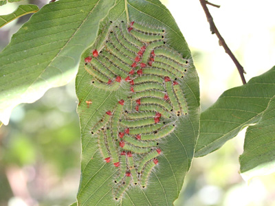 Simiskina phalia potina Larvae