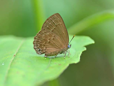 Deramas jasoda bradamante ♀