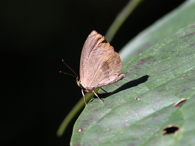 Miletus mallus bannanus ♂