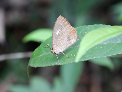 Miletus mallus bannanus ♂