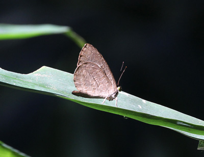 Miletus mallus bannanus ♂