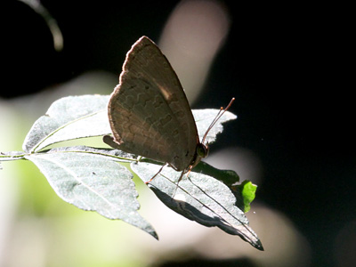 Miletus mallus bannanus ♂