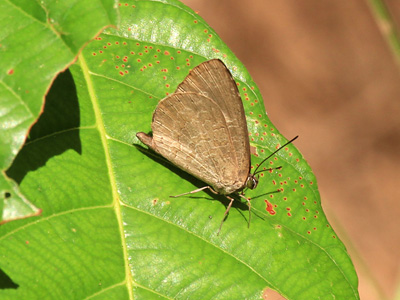 Miletus mallus bannanus ♂