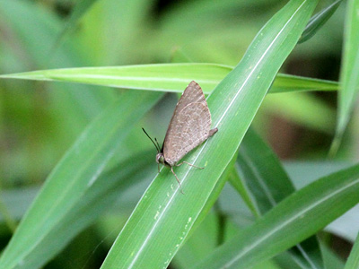 Miletus mallus bannanus ♂