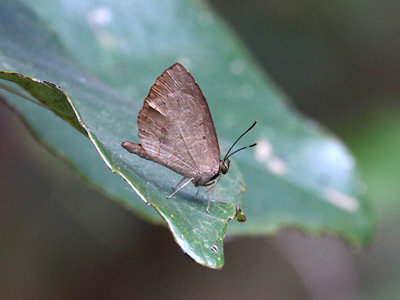 Miletus gethusus shania ♂ Miletus gethusus shania ♂