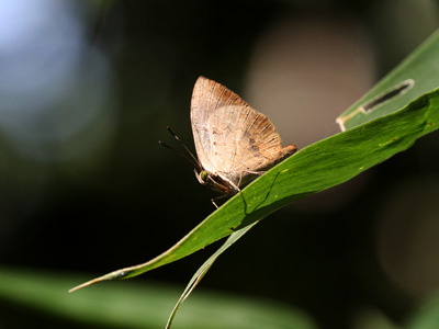 Miletus gethusus shania ♂ Miletus gethusus shania ♂