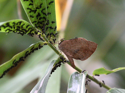 Miletus gethusus shania ♂ Miletus gethusus shania ♂