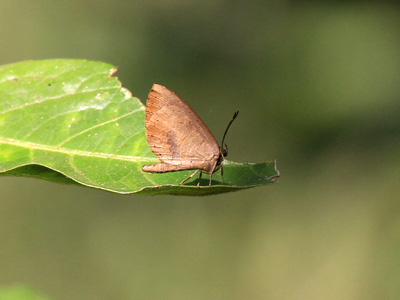 Miletus gethusus shania ♂ Miletus gethusus shania ♂