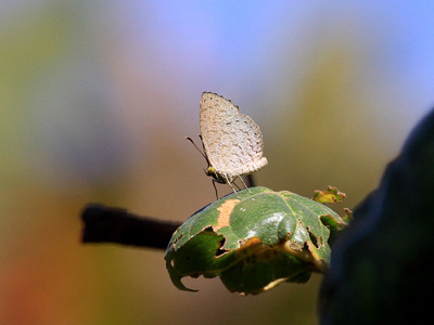 Allotinus yamaguchii ♂