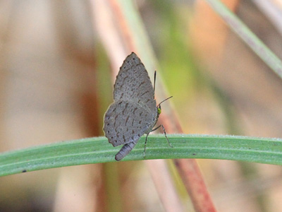 Allotinus yamaguchii ♂