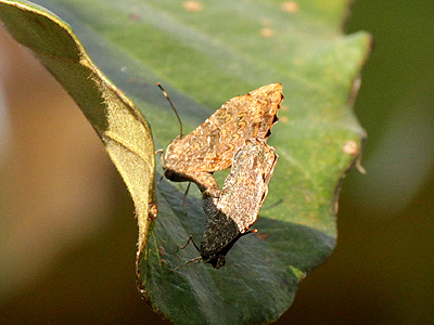 Logania watsoniana ♂+♀