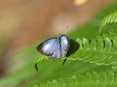 Acytolepis lilacea indochinensis ♂