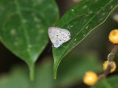 Celastrina lavendularis isabella ♂
