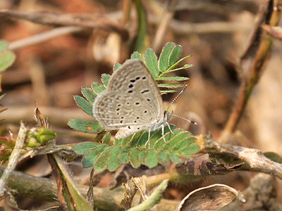 Zizeeria karsandra ♀ Zizeeria karsandra ♀