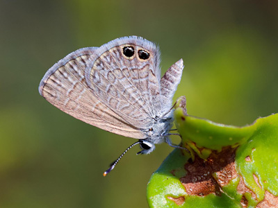 Nacaduba biocellata baliensis ♀