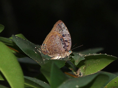 Arhopala anthelus ssp. ♂