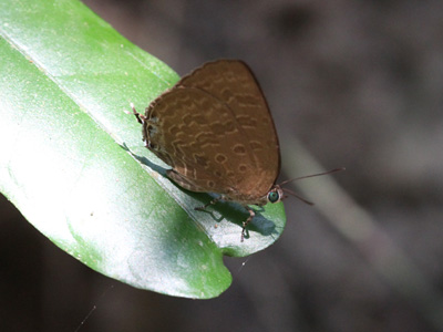 Arhopala elopura ssp. ♀