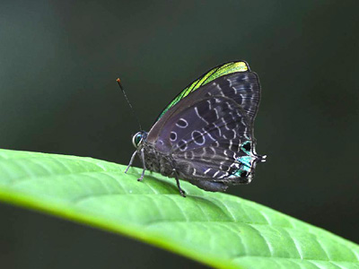 Arhopala aurea ♂