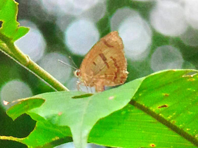 Arhopala caeca ♀