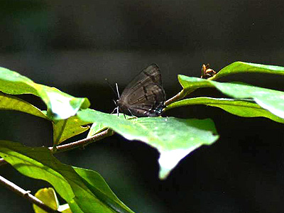 Arhopala caeca ♂