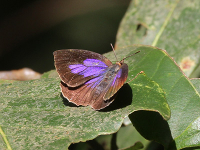 Flos areste ♀