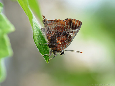 Iraota timoleon wickii ♂