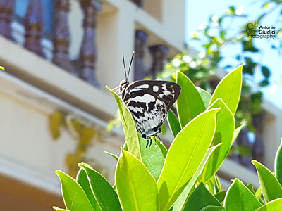 Iraota rochana masashimaruyamai ♀