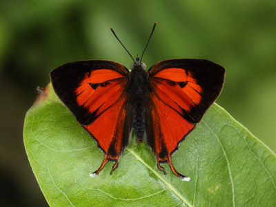 Thamala marciana crocea ♂ Thamala marciana crocea ♂