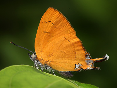 Thamala marciana crocea ♂ Thamala marciana crocea ♂