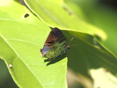 Drupadia scaeva cooperi ♂