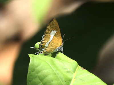 Horaga syrinx moulmeina ♂