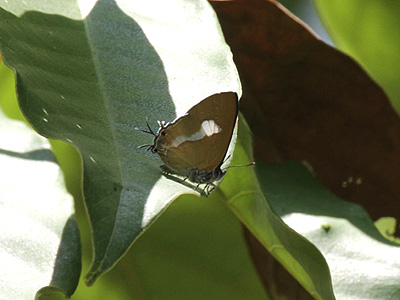 Horaga syrinx moulmeina ♂