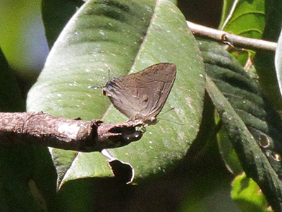 Creon cleobis cleobis ♂