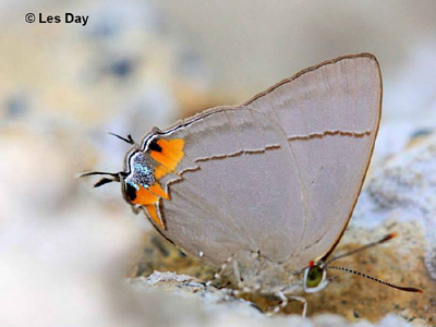 Tajuria culta dayi ♂